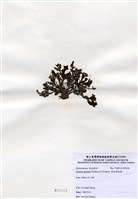 藏品(有柄褐扇藻)的圖片